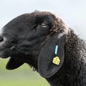 schaf-baeh.gif