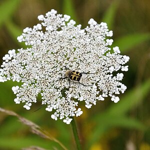 Compressed_1909.jpg