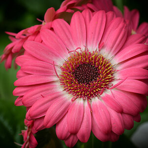 Rosa Gerbera-Ringelblumen_1200.jpg