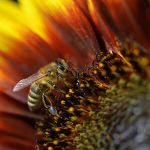 sonnenblume_biene_1200.jpg