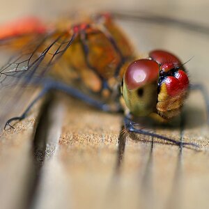 Blutrote Heidelibelle.jpg