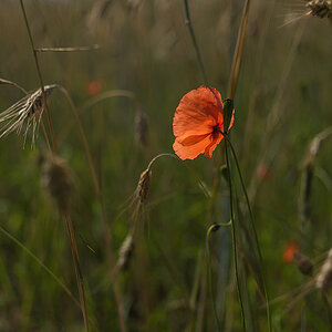 Leuchtmohn (1 von 1).JPG