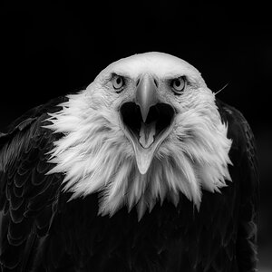 DSC_0981 sw-analog.jpg