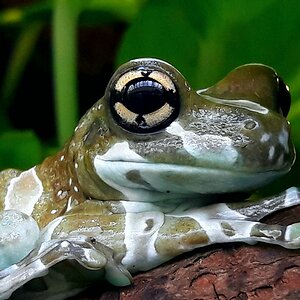 fROSCH1.jpg