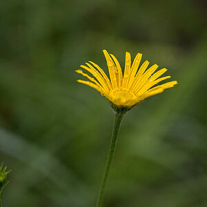 Wildblume