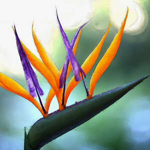 Strelitzia_modern_art.jpg