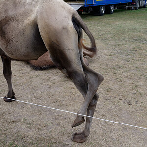 NZ6_5492_DxO.jpg