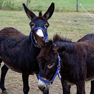 NZ6_5500_DxO.jpg