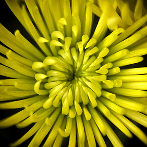 chrysantheme_1200.jpg