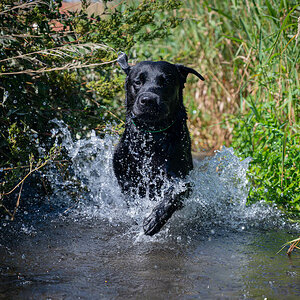 Cedric im Bach