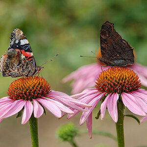 OF-DSC_5593.jpg