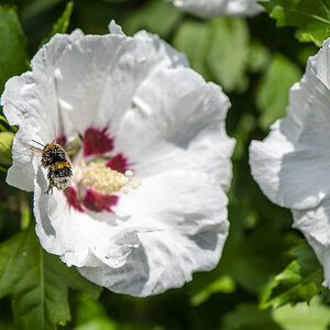 Hibiskus mit Hummel.jpg