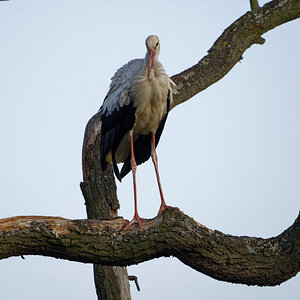 D72_5948_DxO.jpg