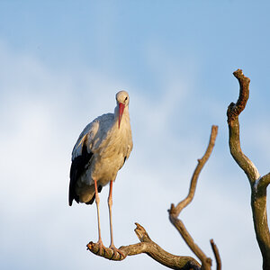 D72_5995_DxO.jpg