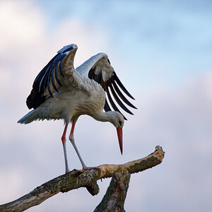 D72_6043_DxO.jpg