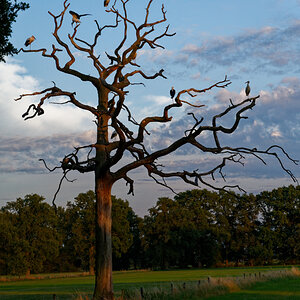 NZ6_5619_DxO.jpg
