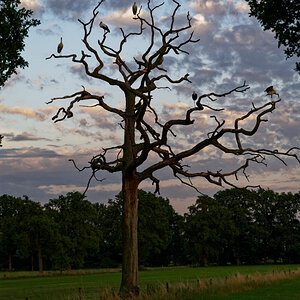 NZ6_5649_DxO.jpg