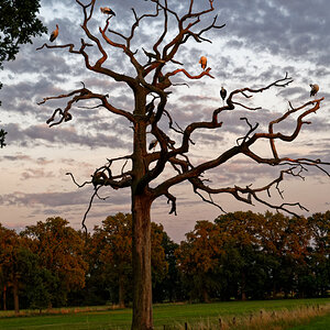 NZ6_5653_DxO.jpg