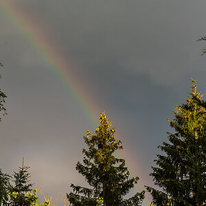 Regenbogenfichte 1 (1 von 1).JPG