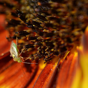 sonnenblume_käfer_1200.jpg