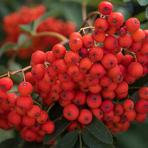 Vogelbeeren 2 (1 von 1).JPG