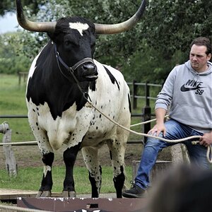 Texas Longhorn.jpg