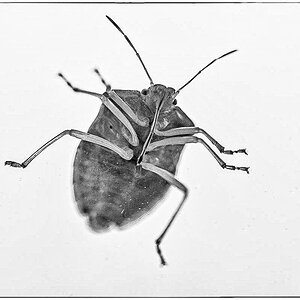 Blattwanze von unten 3 (1 von 1).JPG