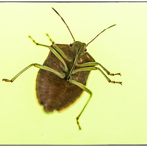 Blattwanze von unten 4 (1 von 1).JPG