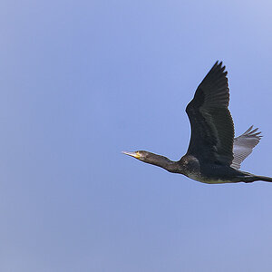 _DSC8210NF.jpg