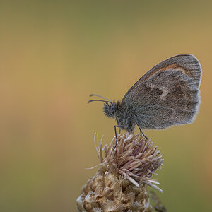 schmetterling_09.jpg