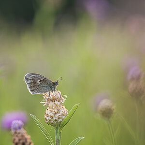 schmetterling_08.jpg