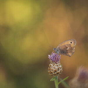 schmetterling_07.jpg