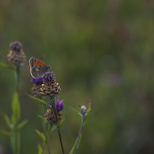 schmetterling_06.jpg