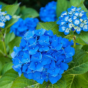 Blaue Hortensie (1 von 1).JPG