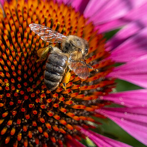 Blüte mit Krabbeltier.jpg