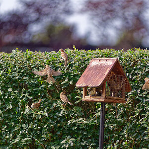 NZ6_5906_DxO.jpg