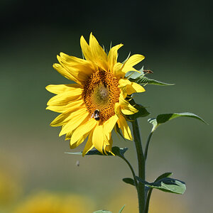 PHE_0560_NF.jpg