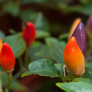 Chili 2 (1 von 1).JPG