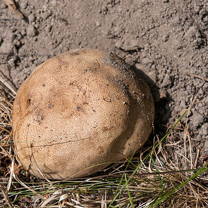Kartoffelbovist 2 (1 von 1).JPG