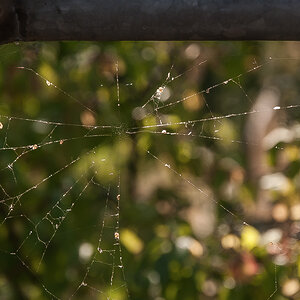 Spinnennetz  (1 von 1).JPG