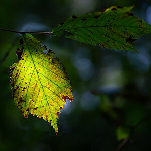 HAR_6702-2.jpg