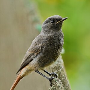 Hausrotschwanz (w. Jungvogel) XIII.jpg