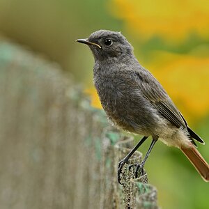 Hausrotschwanz (w. Jungvogel) XIV.jpg