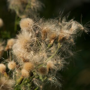 DSC_1185.jpg