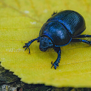 Käfer auf gelbem Blatt