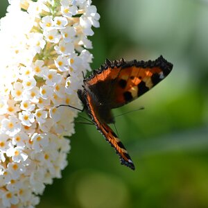 comp_DSC_1063.jpg