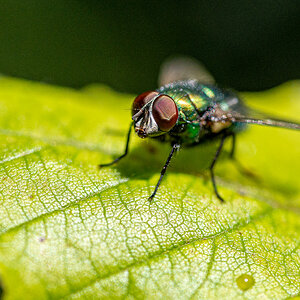 HAR_6833-2.jpg