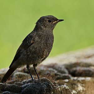 Hausrotschwanz (w. Jungvogel) XVII