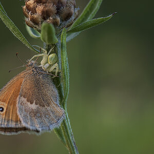 schmetterling_10.jpg