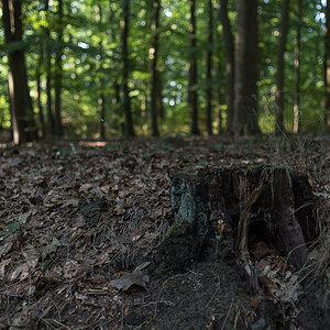 Im Buchenwald (1 von 1).JPG